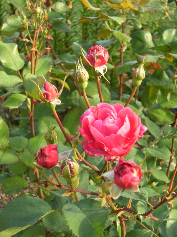 Rosa (Moderna Buskros-Gruppen) 'Alexander MacKenzie' (Morden explorer collection)