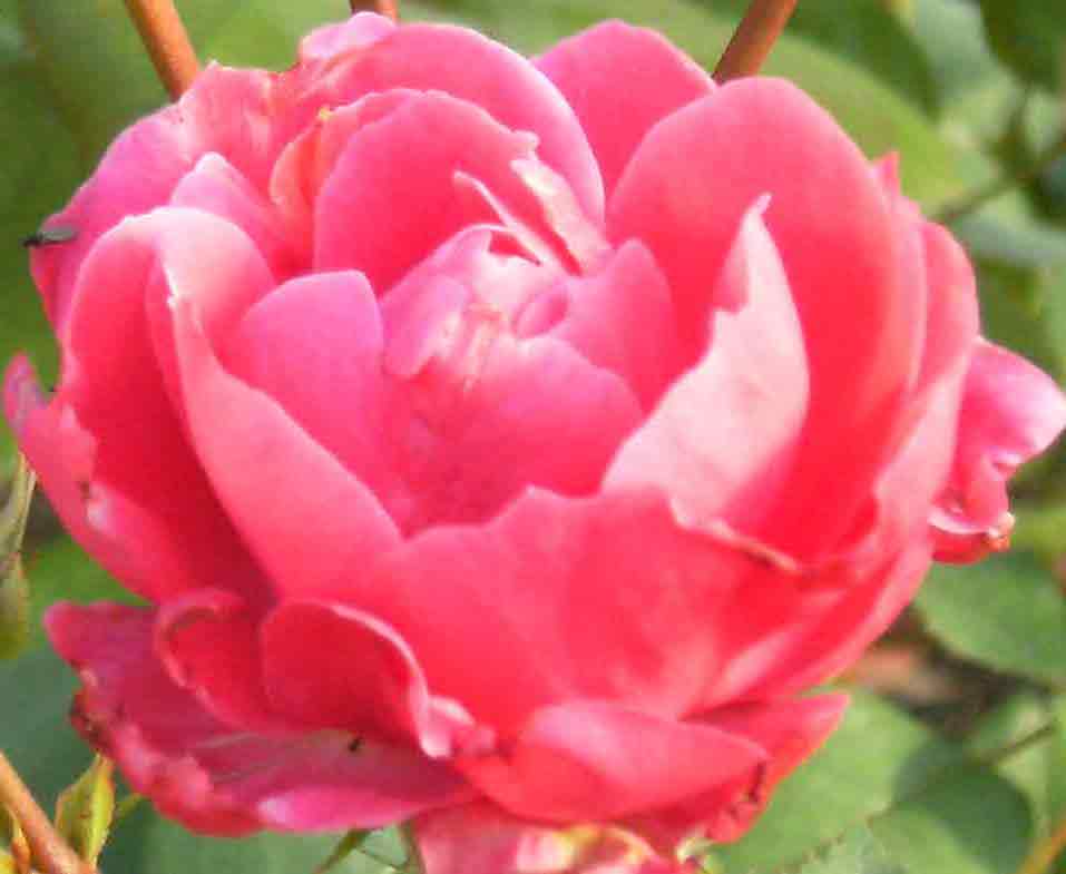 Rosa (Moderna Buskros-Gruppen) 'Alexander MacKenzie' (Morden explorer collection)