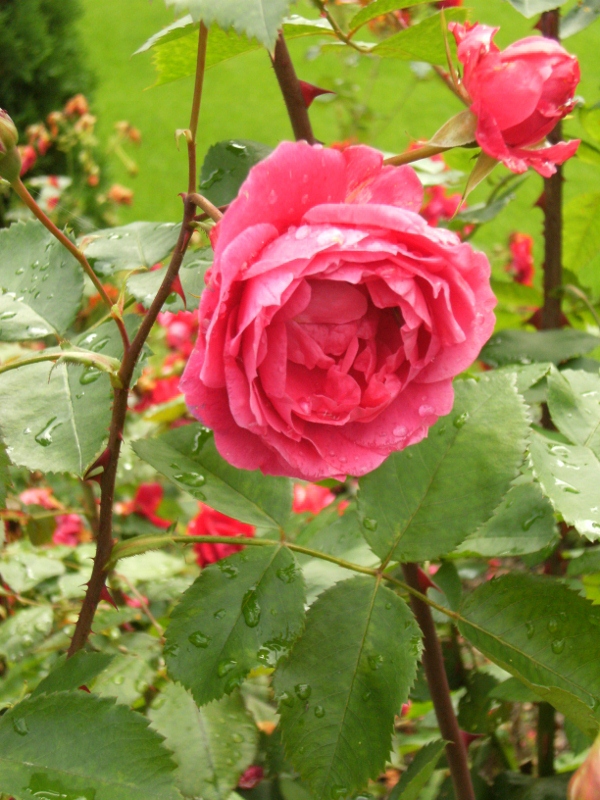 Rosa (Moderna Buskros-Gruppen) 'Alexander MacKenzie' (Morden explorer collection)