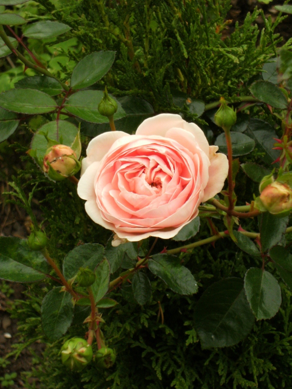 Rosa (Wichurana-Gruppen) 'Awakening'