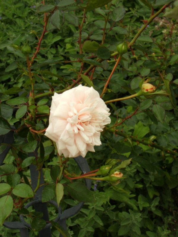 Rosa (Wichurana-Gruppen) 'Awakening'