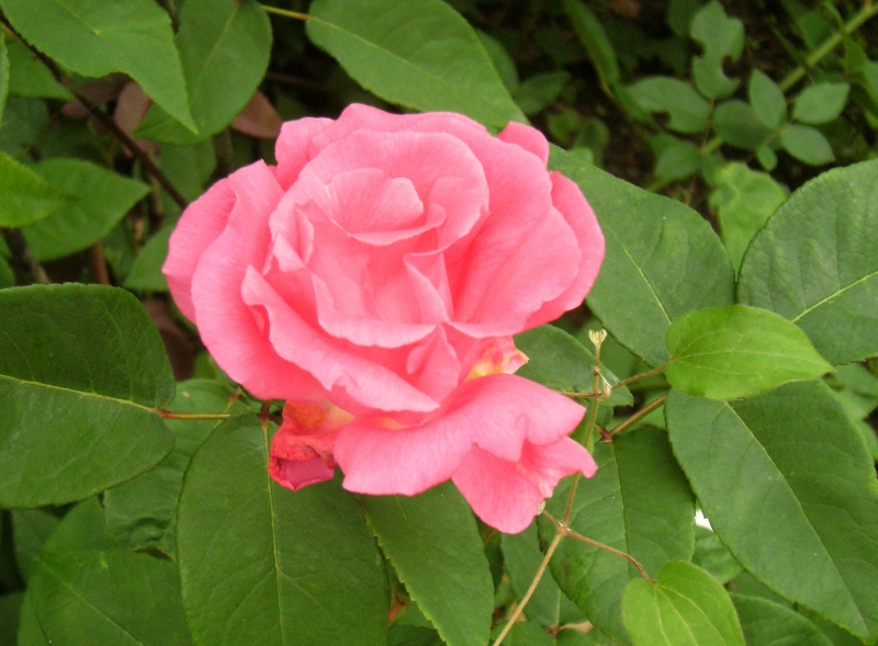 Rosa (Bourbon-Gruppen) 'Zéphirine Drouhin'