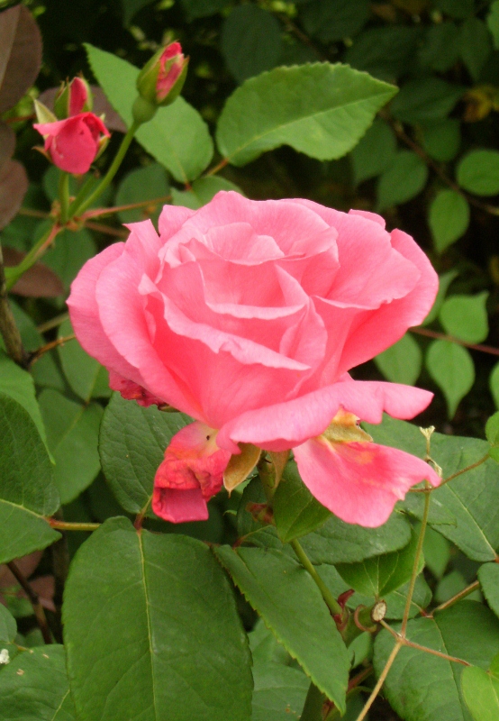 Rosa (Bourbon-Gruppen) 'Zéphirine Drouhin'
