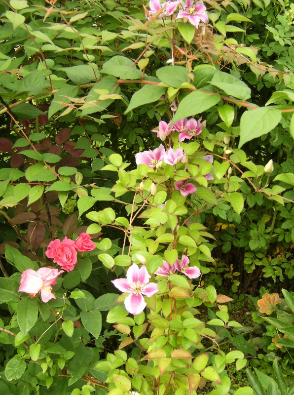 Rosa (Bourbon-Gruppen) 'Zéphirine Drouhin' o Clematis 'Piilu'