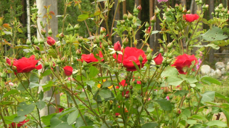 Rosa (Kordesii-Gruppen) 'Champlain' (Morden explorer collection)
