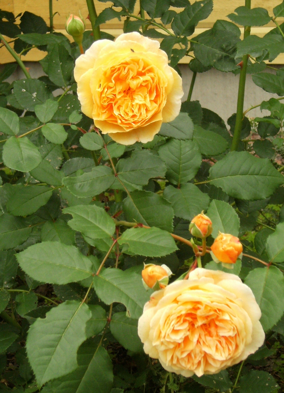 Rosa (Moderna Buskros-Gruppen) Crown Princess Margareta ('Auswinter')