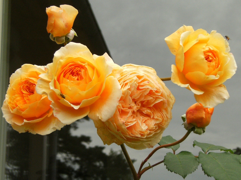 Rosa (Moderna Buskros-Gruppen) Crown Princess Margareta ('Auswinter')