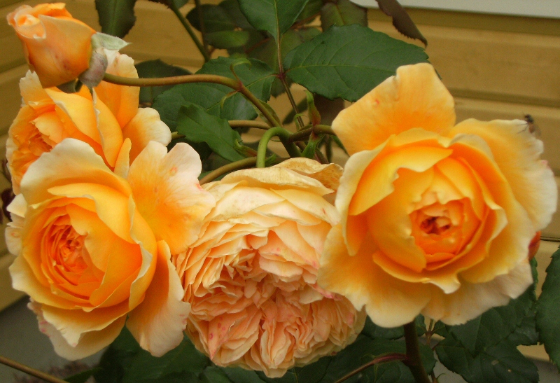 Rosa (Moderna Buskros-Gruppen) Crown Princess Margareta ('Auswinter')