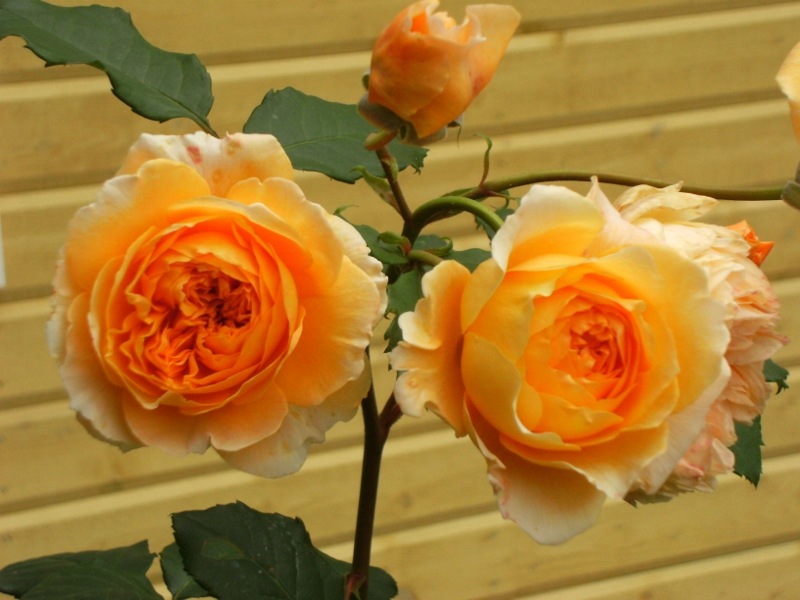 Rosa (Moderna Buskros-Gruppen) Crown Princess Margareta ('Auswinter')