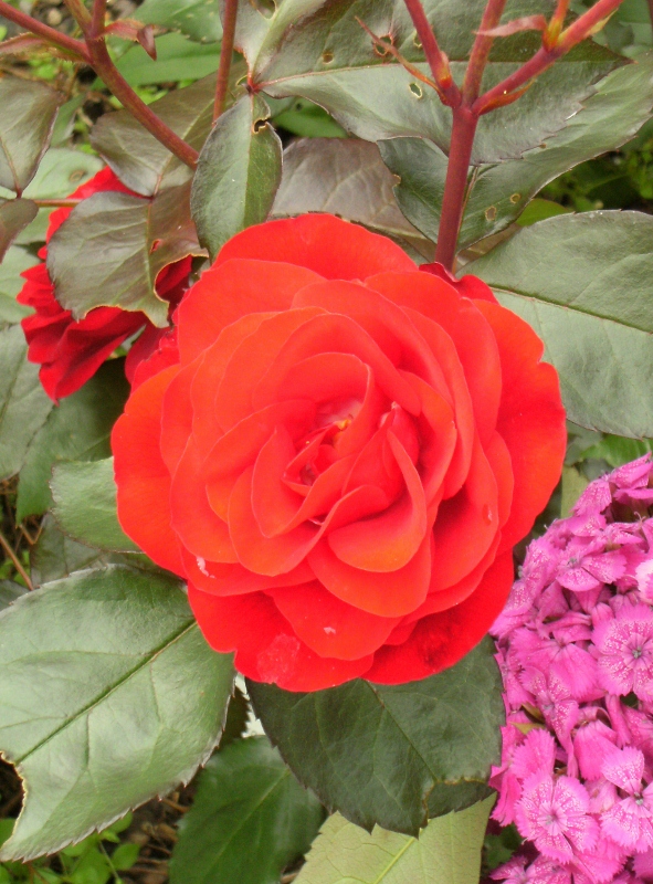 Rosa (Floribunda-Gruppen) 'Europeana'