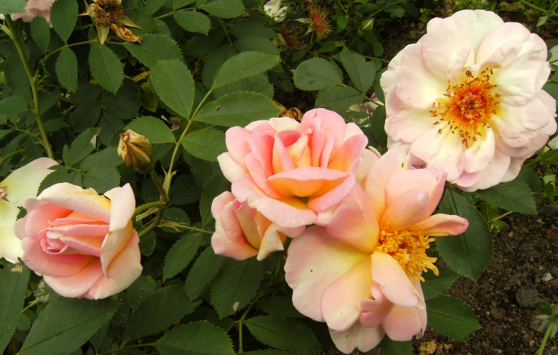 Rosa (Spinosissima-Gruppen) 'Frühlingsduft'