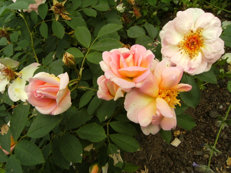 Rosa (Spinosissima-Gruppen) 'Frühlingsduft'