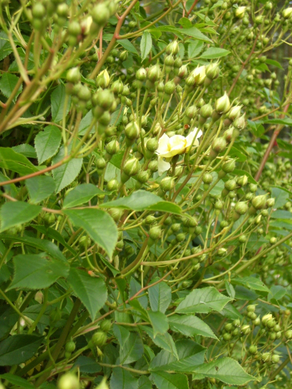 Rosa (Helenae-Gruppen) 'Hybrida' -, fylld honungsros