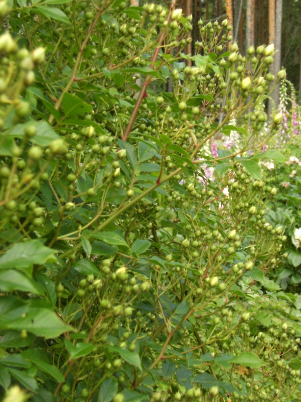 Rosa (Helenae-Gruppen) 'Hybrida' - fylld honungsros