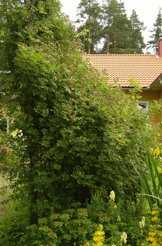 Rosa (Helenae-Gruppen) 'Hybrida' -, fylld honungsros