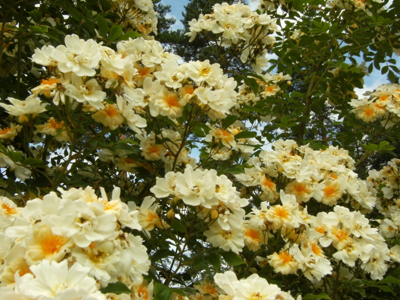 Rosa (Helenae-Gruppen) 'Hybrida' -, fylld honungsros