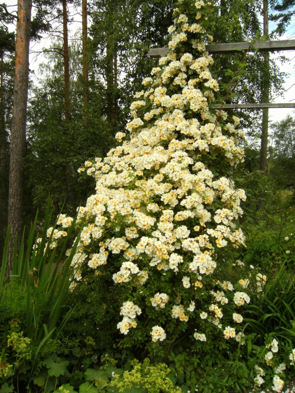 Rosa (Helenae-Gruppen) 'Hybrida' -, fylld honungsros