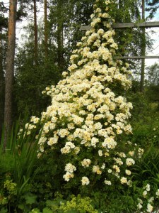 Rosa (Helenae-Gruppen) 'Hybrida' -, fylld honungsros