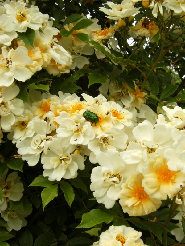 Rosa (Helenae-Gruppen) 'Hybrida' -, fylld honungsros