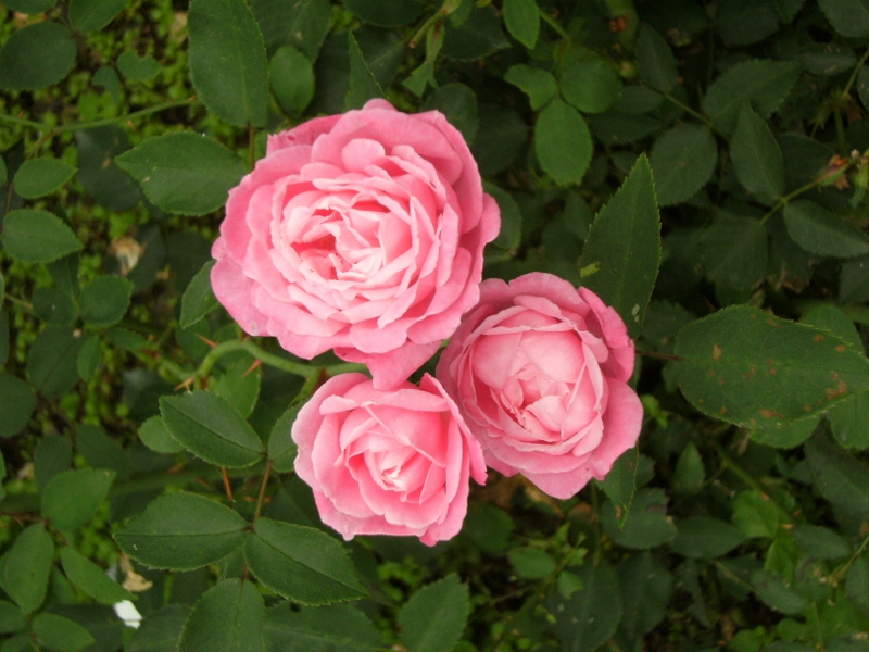 Rosa (Chinensis-Gruppen) 'Hermosa'