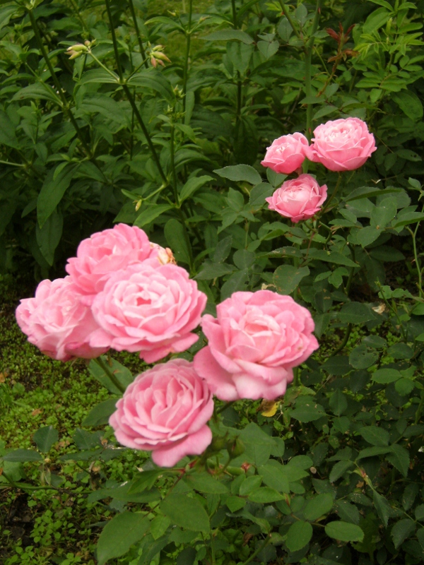 Rosa (Chinensis-Gruppen) 'Hermosa'