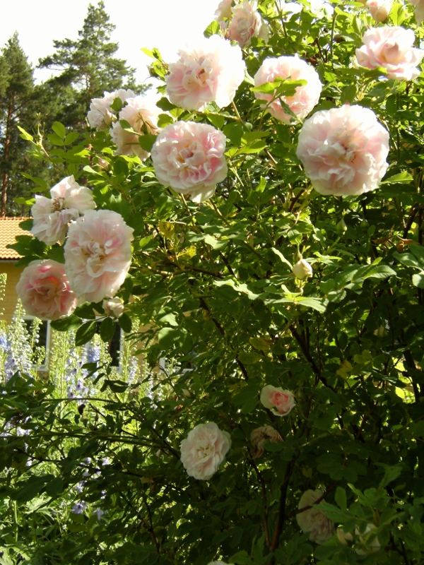Rosa (Rugosa-Gruppen) 'Martin Frobisher' (Morden explorer collection)