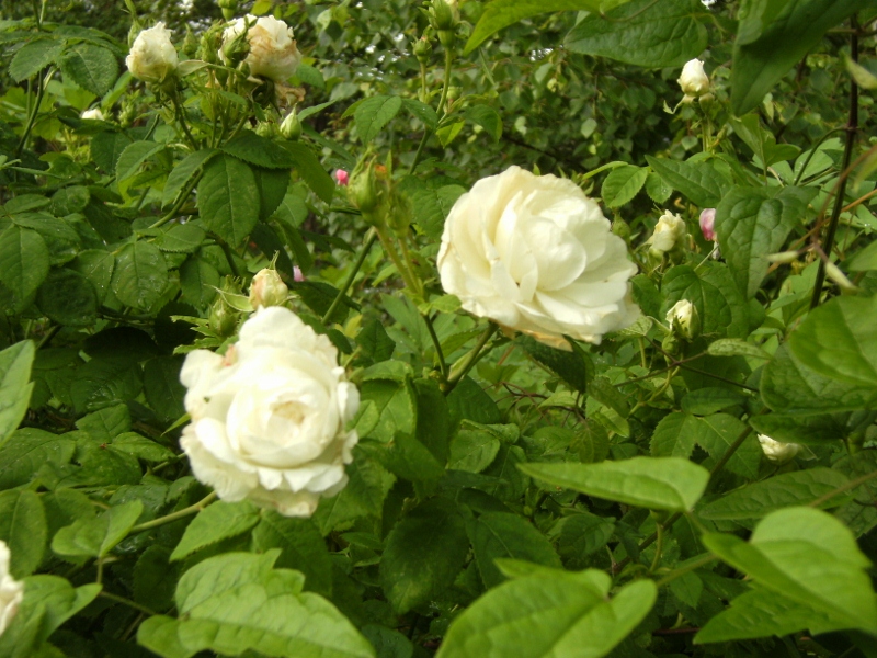 Rosa (Alba-Gruppen) 'Mme Legras de St Germain'