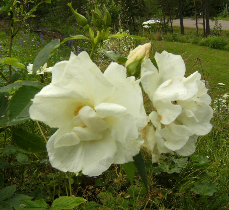 Rosa (Moderna Buskros-Gruppen) 'Morden Snowbeauty'