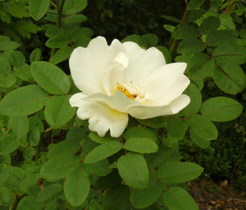 Rosa (Moyesii-Gruppen) 'Nevada'