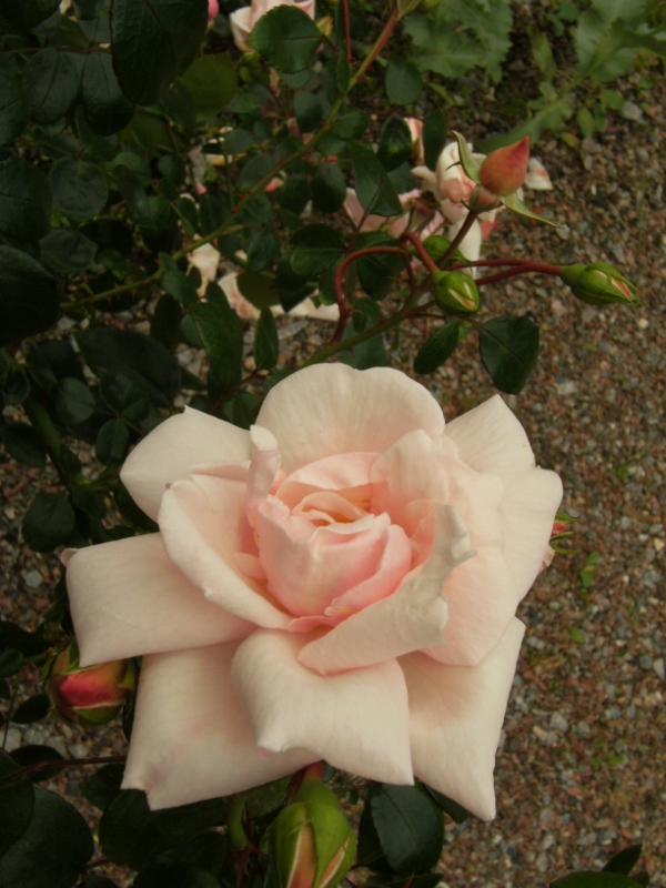Rosa (Wichurana-Gruppen) 'New Dawn'