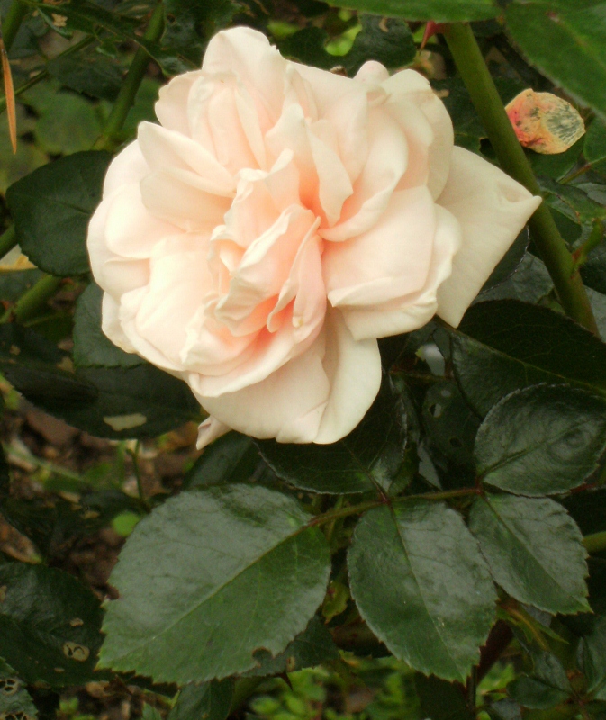 Rosa (Wichurana-Gruppen) 'New Dawn'