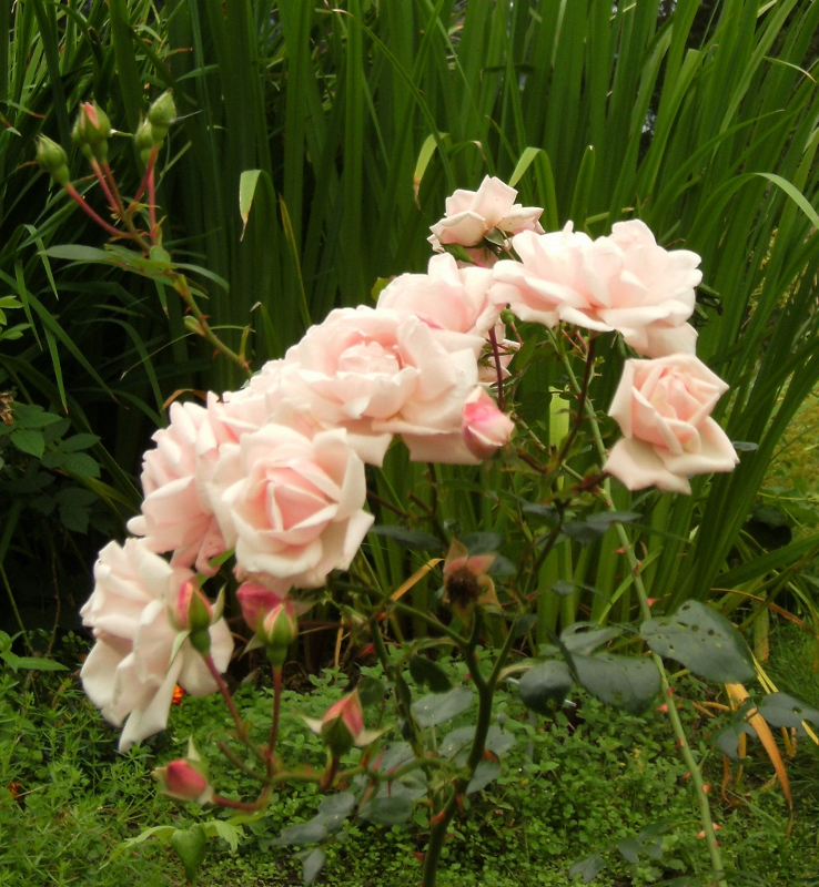 Rosa (Wichurana-Gruppen) 'New Dawn'