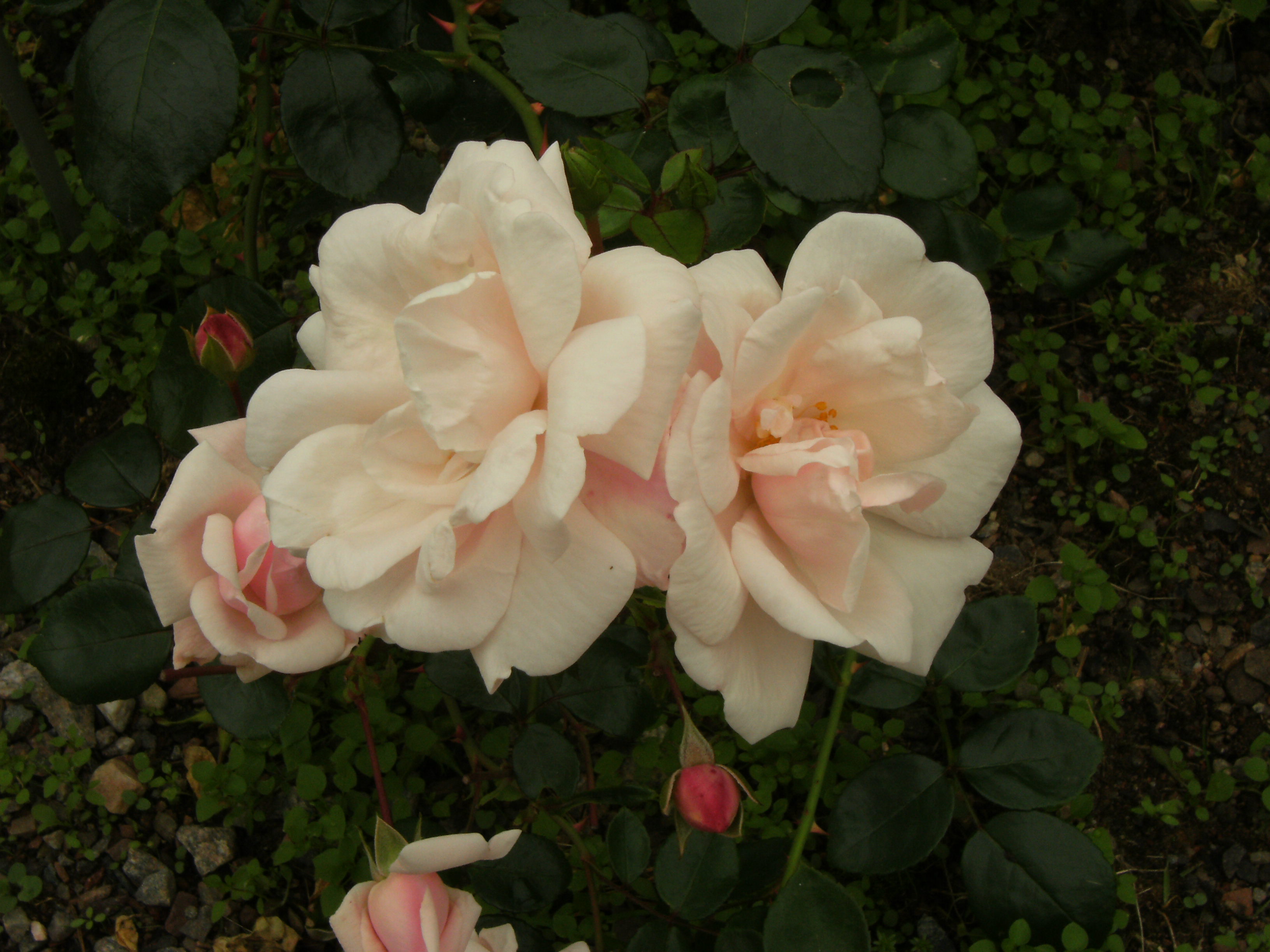 Rosa (Wichurana-Gruppen) 'New Dawn'