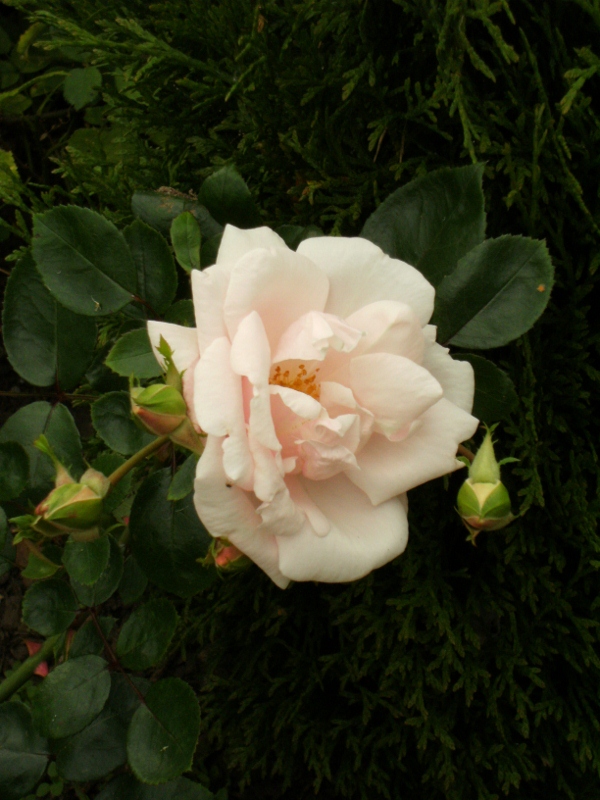 Rosa (Wichurana-Gruppen) 'New Dawn'