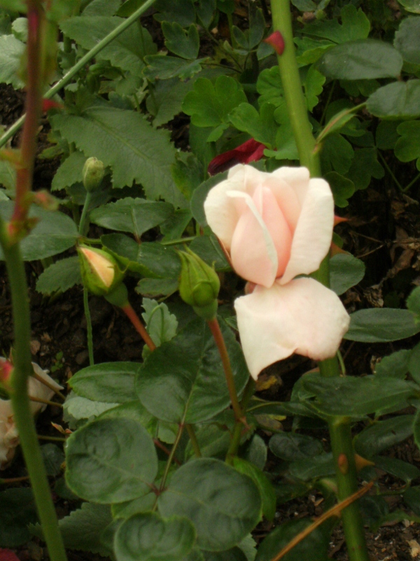 Rosa (Wichurana-Gruppen) 'New Dawn'