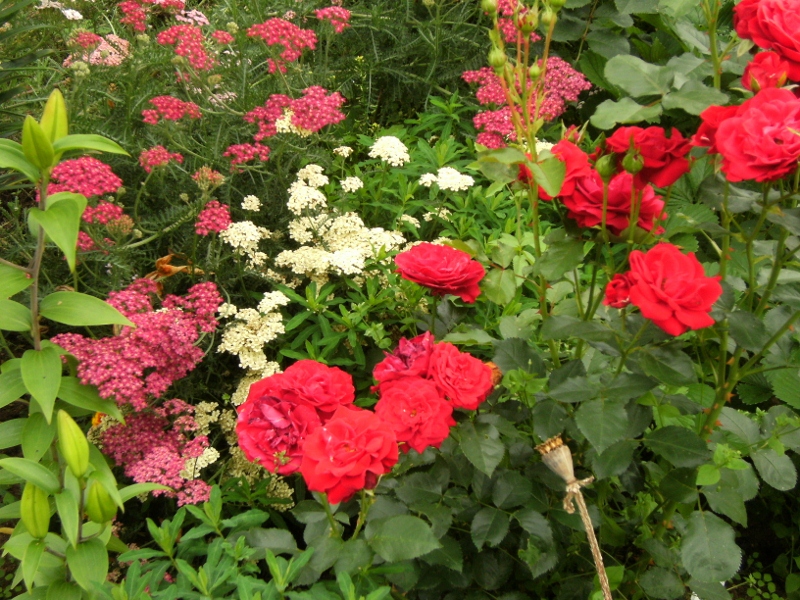 Rosa (Floribunda-Gruppen) Nina Weibull ('Poulwei')