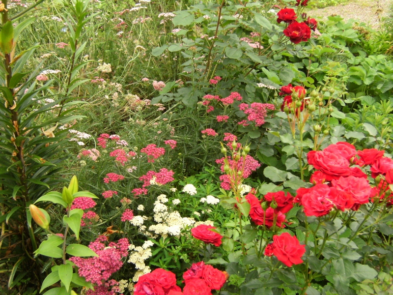 Rosa (Floribunda-Gruppen) Nina Weibull ('Poulwei')