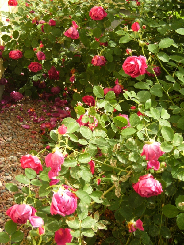 Rosa (Bourbon-Gruppen) 'Parkzierde'