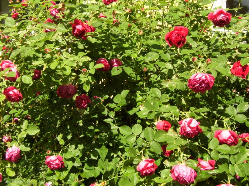 Rosa (Bourbon-Gruppen) 'Parkzierde'