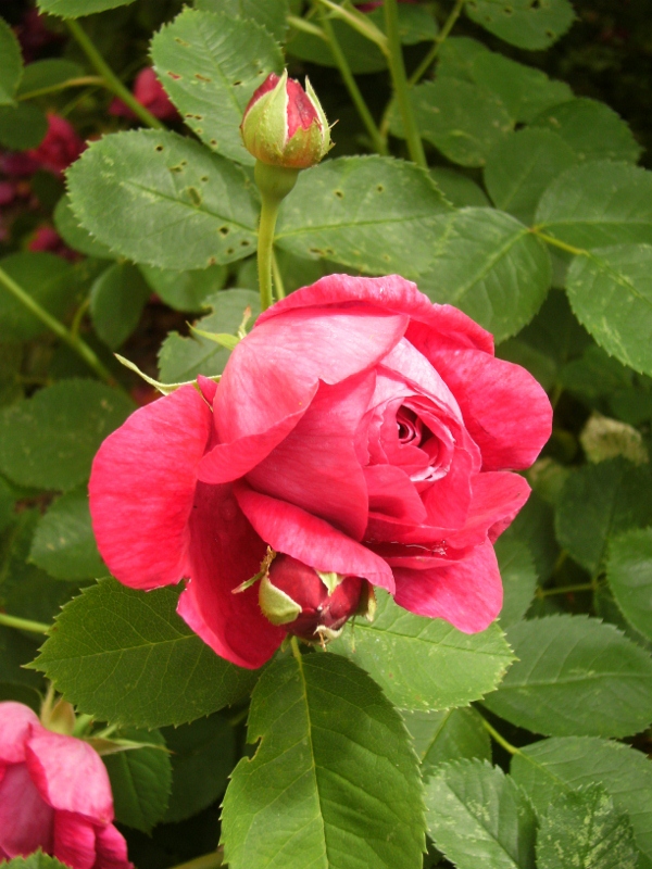 Rosa (Bourbon-Gruppen) 'Parkzierde'