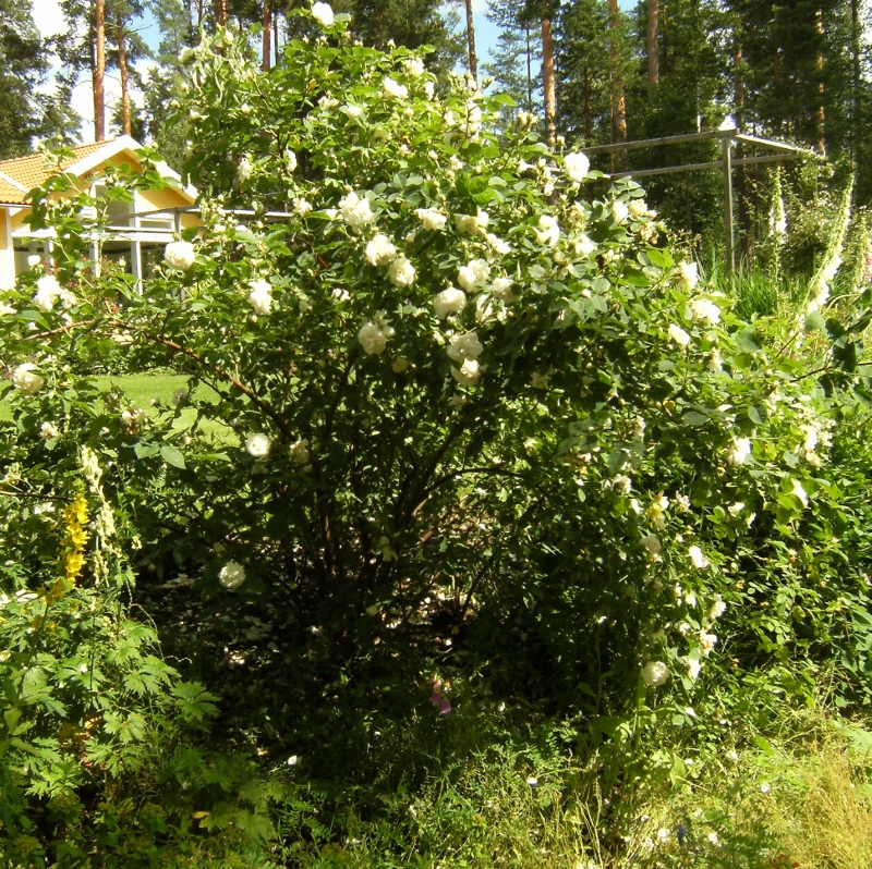 Rosa (Alba-Gruppen) 'Princesse de Lamballe'