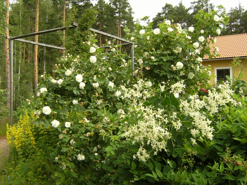 Rosa (Alba-Gruppen) 'Princesse de Lamballe'