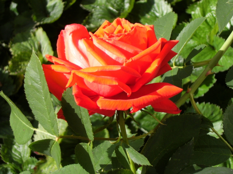 Rosa (Tehybrid-Gruppen) 'Summer Holiday'