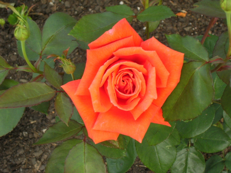 Rosa (Tehybrid-Gruppen) 'Summer Holiday'