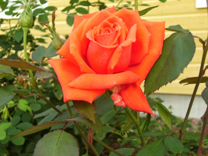 Rosa (Tehybrid-Gruppen) 'Summer Holiday'