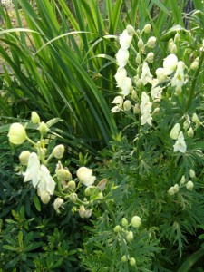 Aconitum napellus 'Album' - äkta stormhatt, vit