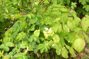 Epimedium x youngianum 'Niveum' - vit sockblomma