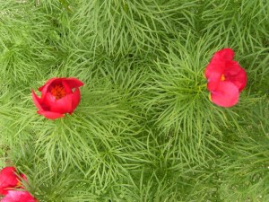 Paeonia x hybrida - herrgårdspion