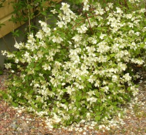 Philadelphus (Lemoinei-Gruppen) 'Mont Blanc' - smultronschersmin
