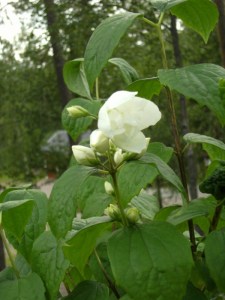 Philadelphus lewisii 'Waterton' troligen - Norrlands schersmin